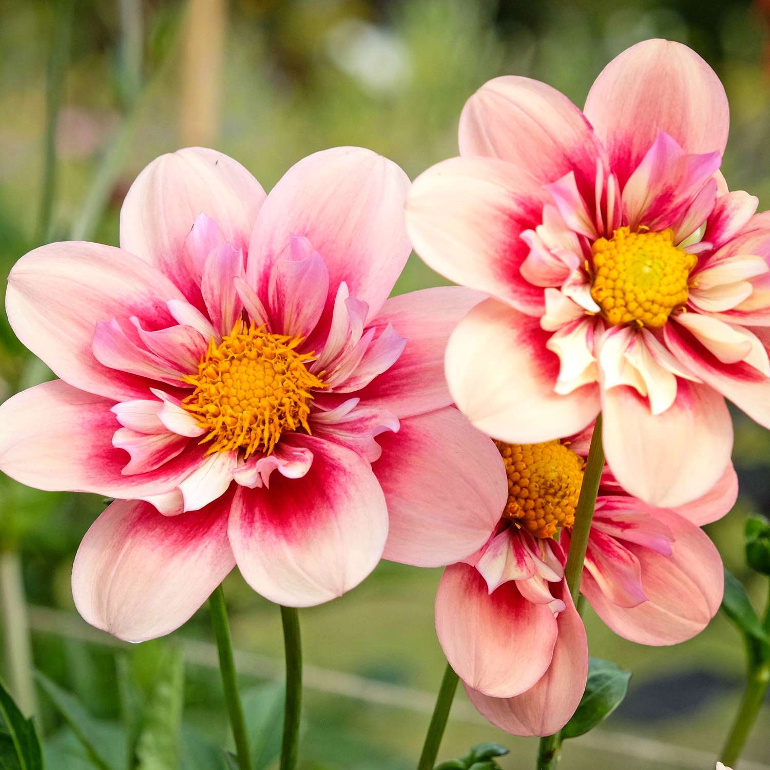 Dahlia 'Rhubarb & Custard'
